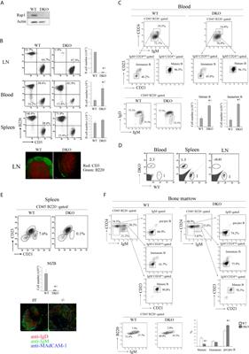 Rap1 Is Essential for B-Cell Locomotion, Germinal Center Formation and Normal B-1a Cell Population